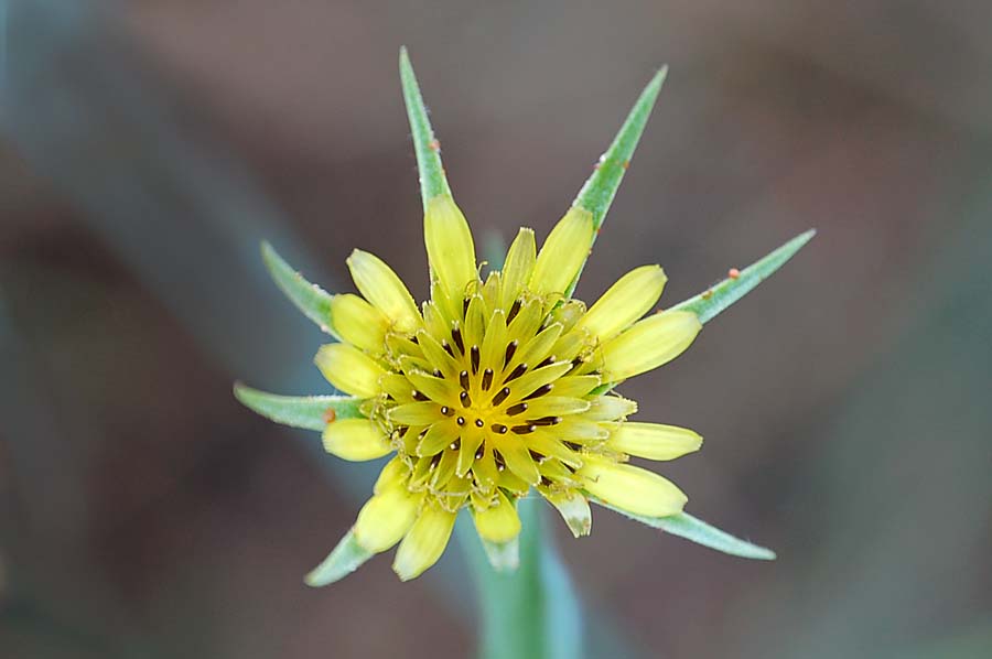 Tragopogon sp.